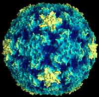 coldvirus